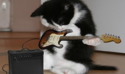 cat-jamming-out-on-electric-guitar-and-amp-preview.jpg
